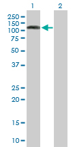 Western blot - Anti-DNMBP antibody (AB88534), expandable thumbnail
