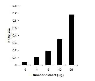 Functional Studies - DNMT Activity Assay Kit (Colorimetric) (AB113467), expandable thumbnail