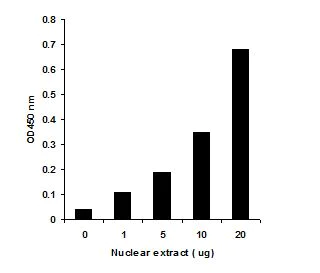 Functional Studies - DNMT Activity Assay Kit (Colorimetric) (AB113467)
