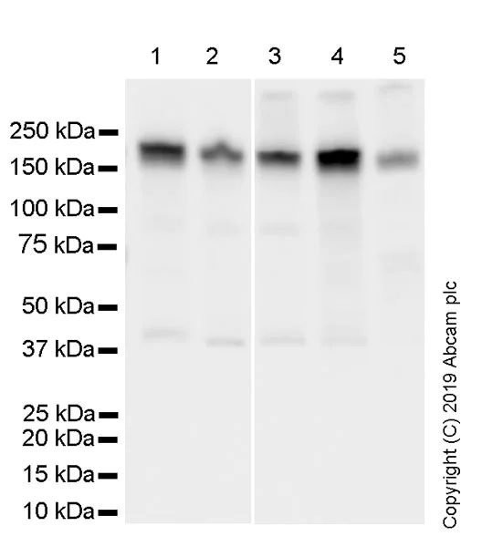 Western blot - Anti-Dnmt1 antibody [2C1] - BSA and Azide free (AB255781)