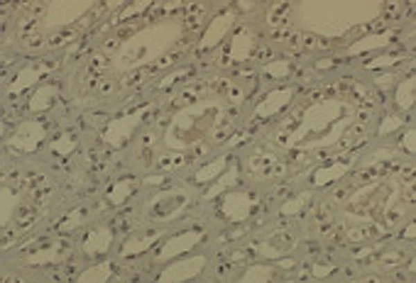 Immunohistochemistry (Formalin/PFA-fixed paraffin-embedded sections) - Anti-Dnmt1 antibody [60B1220.1] (AB13537)