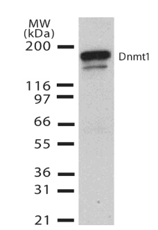 Western blot - Anti-Dnmt1 antibody [60B1220.1] (AB13537)