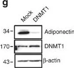 Western blot - Anti-Dnmt1 antibody [60B1220.1] (AB13537)