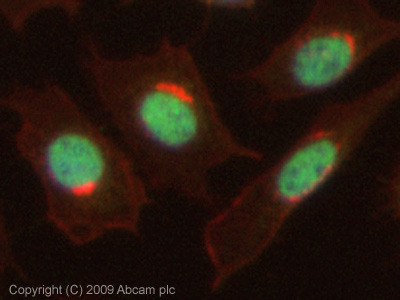 Immunocytochemistry/ Immunofluorescence - Anti-Dnmt1 antibody (ab19905), expandable thumbnail