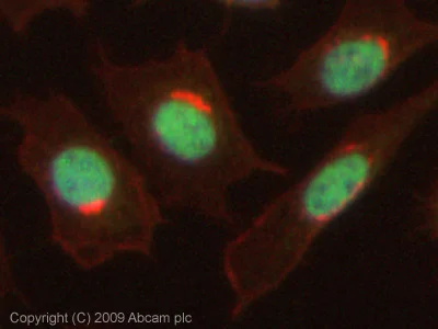 Immunocytochemistry/ Immunofluorescence - Anti-Dnmt1 antibody (AB19905)