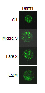 Immunocytochemistry/ Immunofluorescence - Anti-Dnmt1 antibody (AB87654), expandable thumbnail