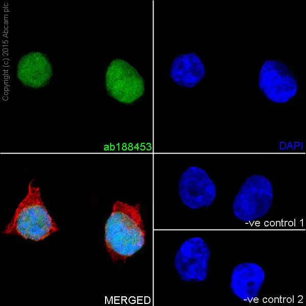 Immunocytochemistry/ Immunofluorescence - Anti-Dnmt1 antibody [EPR18453] (AB188453)