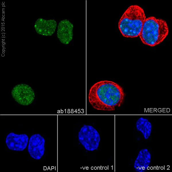 Immunocytochemistry/ Immunofluorescence - Anti-Dnmt1 antibody [EPR18453] (AB188453)