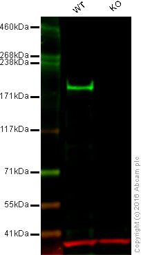 Western blot - Anti-Dnmt1 antibody [EPR18453] (AB188453)