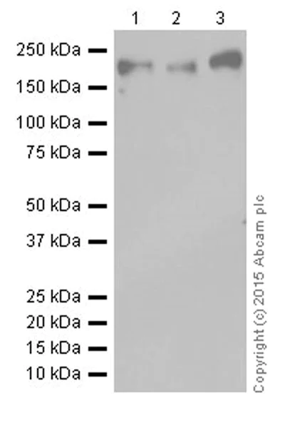 Western blot - Anti-Dnmt1 antibody [EPR18453] (AB188453)