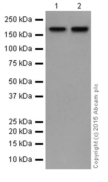 Western blot - Anti-Dnmt1 antibody [EPR18453] (AB188453)