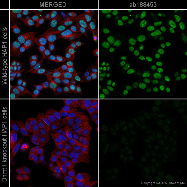 Immunocytochemistry/ Immunofluorescence - Anti-Dnmt1 antibody [EPR18453] - BSA and Azide free (AB222228)