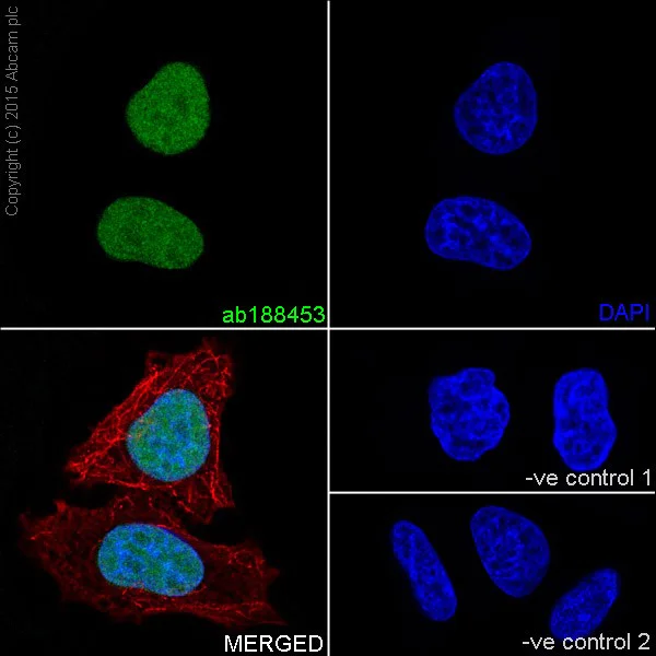 Immunocytochemistry/ Immunofluorescence - Anti-Dnmt1 antibody [EPR18453] - BSA and Azide free (AB222228)