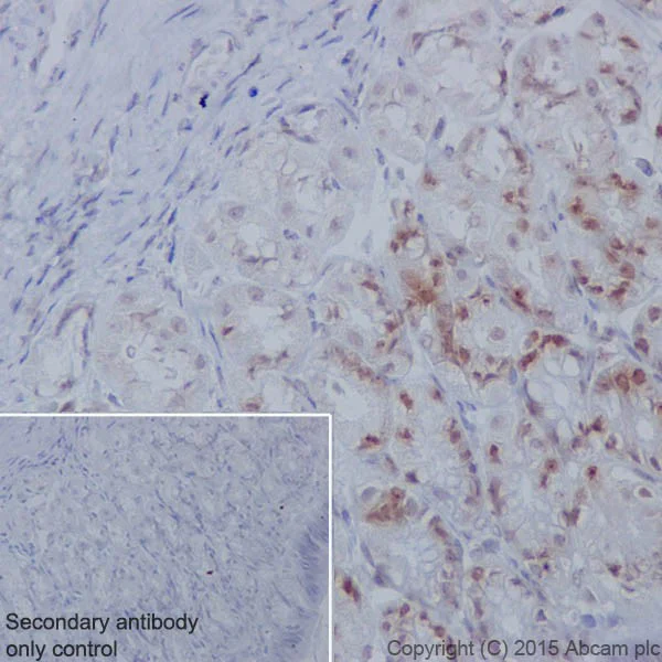 Immunohistochemistry (Formalin/PFA-fixed paraffin-embedded sections) - Anti-Dnmt1 antibody [EPR18453] - BSA and Azide free (AB222228)