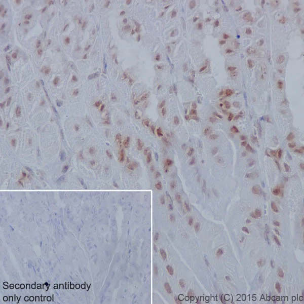 Immunohistochemistry (Formalin/PFA-fixed paraffin-embedded sections) - Anti-Dnmt1 antibody [EPR18453] - BSA and Azide free (AB222228)