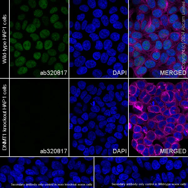 Immunocytochemistry/ Immunofluorescence - Anti-Dnmt1 antibody [EPR28422-79] (AB320817)
