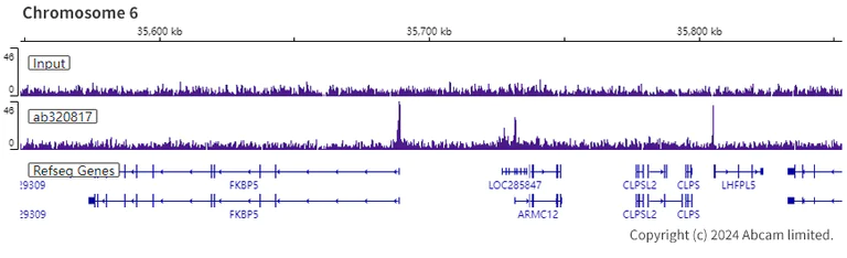 ChIP-sequencing - Anti-Dnmt1 antibody [EPR28422-79] - BSA and Azide free (AB320818)