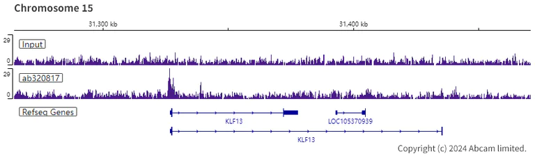 ChIP-sequencing - Anti-Dnmt1 antibody [EPR28422-79] - BSA and Azide free (AB320818)