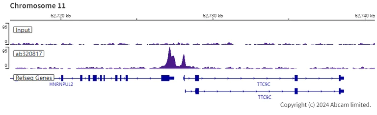 ChIP-sequencing - Anti-Dnmt1 antibody [EPR28422-79] - BSA and Azide free (AB320818)
