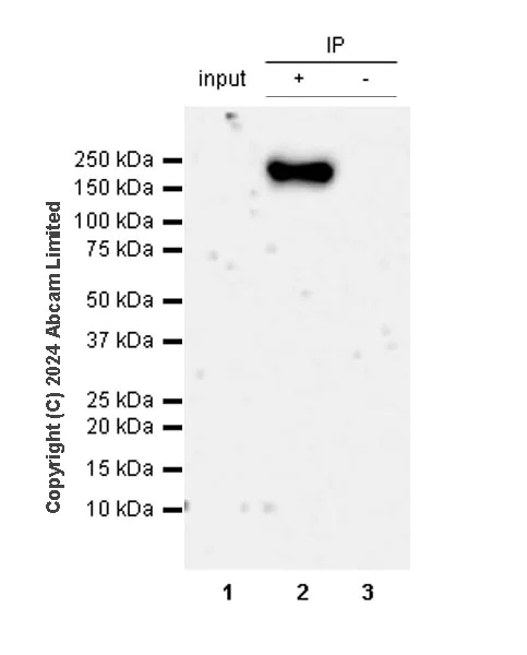 Immunoprecipitation - Anti-Dnmt1 antibody [EPR28422-79] - BSA and Azide free (AB320818)