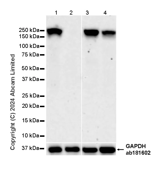 Western blot - Anti-Dnmt1 antibody [EPR28422-79] - BSA and Azide free (AB320818)