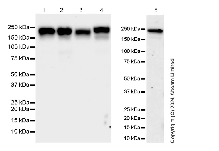 Western blot - Anti-Dnmt1 antibody [EPR28422-79] - BSA and Azide free (AB320818)