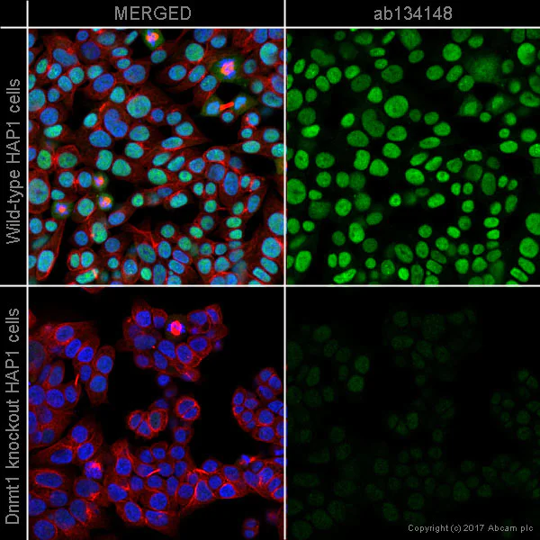 Immunocytochemistry/ Immunofluorescence - Anti-Dnmt1 antibody [EPR3521(2)] (AB134148)