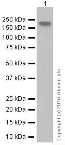 Western blot - Anti-Dnmt1 antibody [EPR3521(2)] (AB134148)