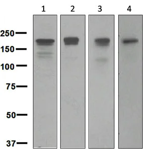 Western blot - Anti-Dnmt1 antibody [EPR3521(2)] (AB134148)