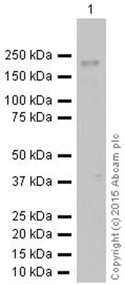 Western blot - Anti-Dnmt1 antibody [EPR3521(2)] (AB134148)