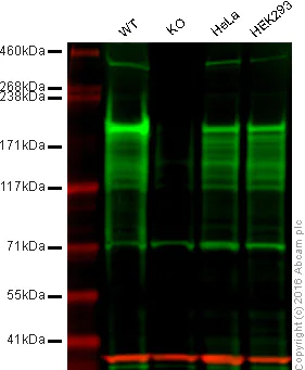 Western blot - Anti-Dnmt1 antibody [EPR3521(2)] - BSA and Azide free (AB191382)
