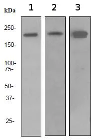 Western blot - Anti-Dnmt1 antibody [EPR3522] (AB92314)