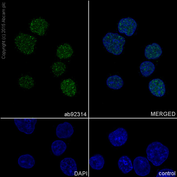 Immunocytochemistry/ Immunofluorescence - Anti-Dnmt1 antibody [EPR3522] - BSA and Azide free (AB207601), expandable thumbnail