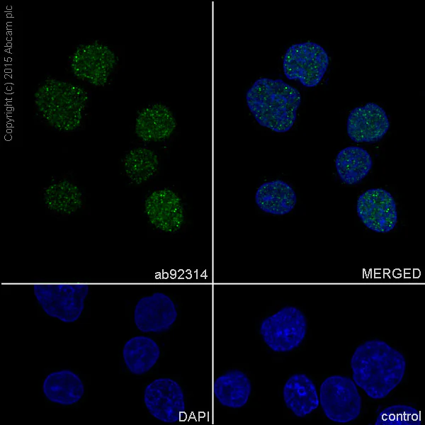 Immunocytochemistry/ Immunofluorescence - Anti-Dnmt1 antibody [EPR3522] - BSA and Azide free (AB207601)