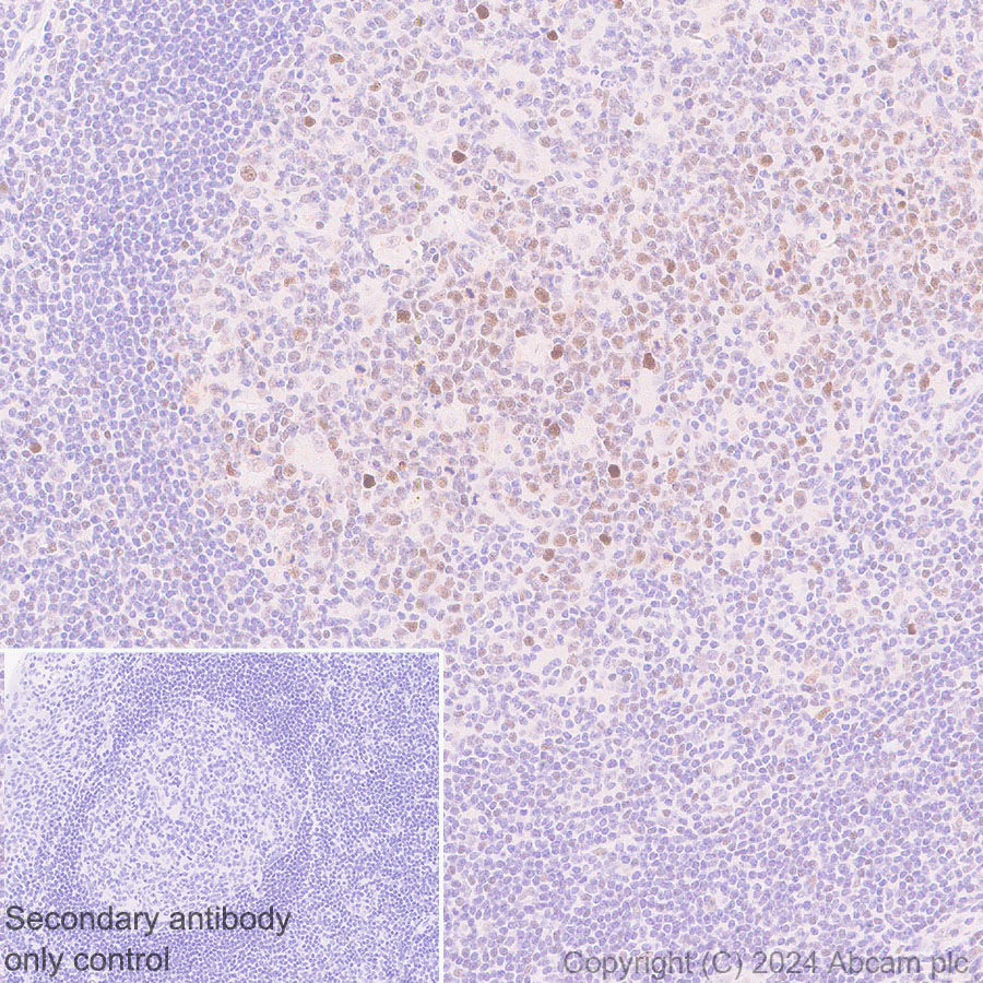 Immunohistochemistry (Formalin/PFA-fixed paraffin-embedded sections) - Anti-Dnmt1 antibody [EPR3522] - BSA and Azide free (AB207601), expandable thumbnail