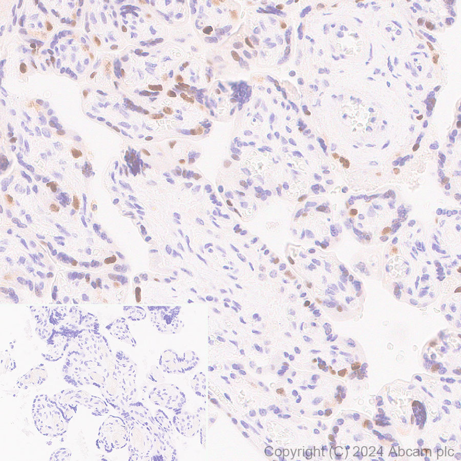 Immunohistochemistry (Formalin/PFA-fixed paraffin-embedded sections) - Anti-Dnmt1 antibody [EPR3522] - BSA and Azide free (ab207601), expandable thumbnail