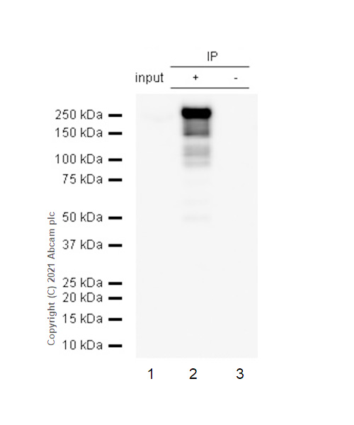 Immunoprecipitation - Anti-Dnmt1 antibody [EPR3522] - BSA and Azide free (AB207601), expandable thumbnail