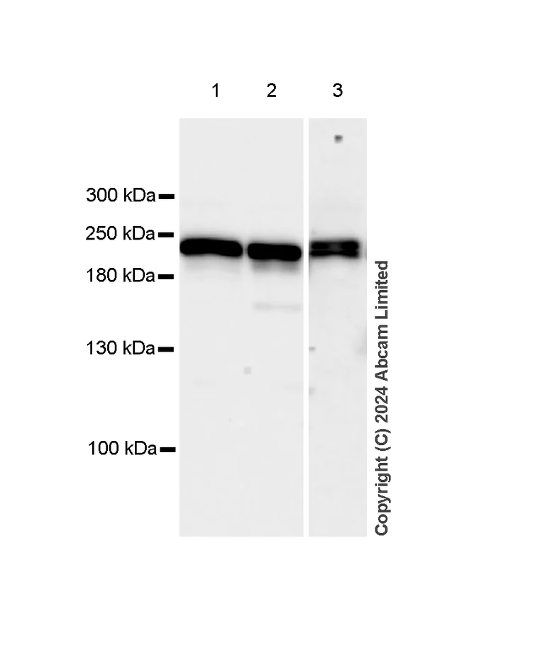 Western blot - Anti-Dnmt1 antibody [RM1192] (AB317845)