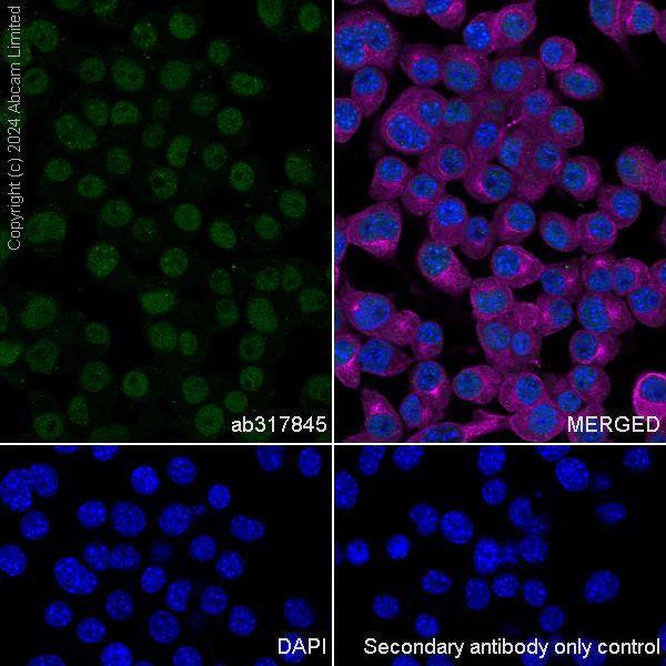 Immunocytochemistry/ Immunofluorescence - Anti-Dnmt1 antibody [RM1192] - BSA and Azide free (AB317846)