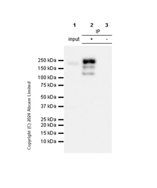 Immunoprecipitation - Anti-Dnmt1 antibody [RM1192] - BSA and Azide free (AB317846)