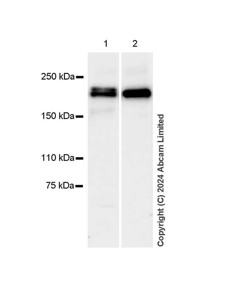 Western blot - Anti-Dnmt1 antibody [RM1192] - BSA and Azide free (AB317846)
