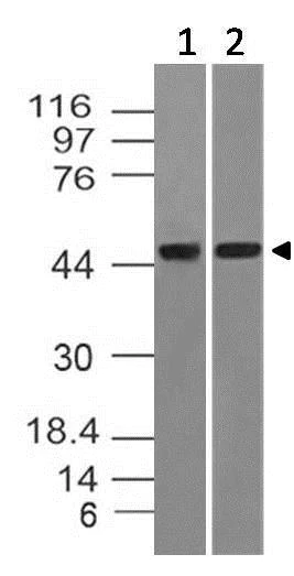 Western blot - Anti-Dnmt2 antibody [ABM1H70] (AB220175)
