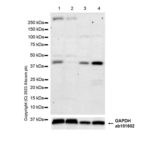 Western blot - Anti-Dnmt2 antibody [EPR24232-63] - BSA and Azide free (AB308121), expandable thumbnail