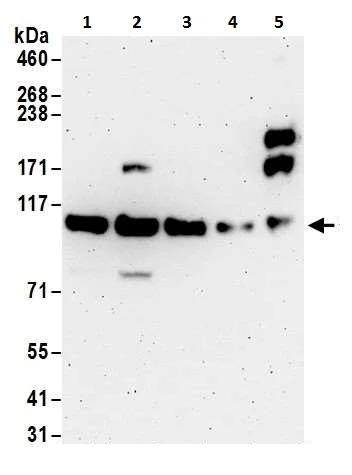 Western blot - Anti-Dnmt3a antibody (AB226261)