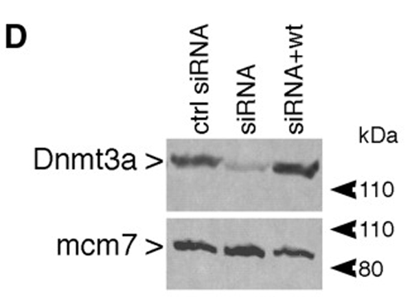 Western blot - Anti-Dnmt3a antibody (AB2850)
