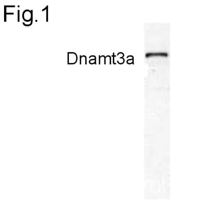 Western blot - Anti-Dnmt3a antibody (AB2850)