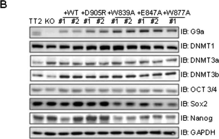 Western blot - Anti-Dnmt3a antibody (AB2850)