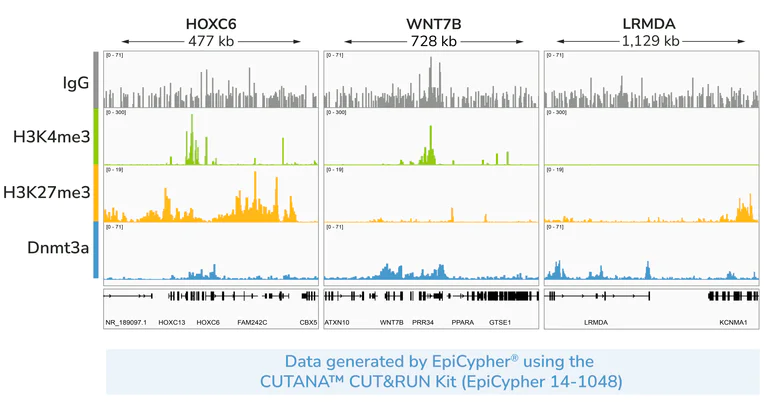 ChIC/CUT&RUN sequencing - Anti-Dnmt3a antibody [EPR18455-94] (AB227823)