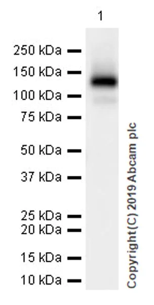 Western blot - Anti-Dnmt3a antibody [EPR18455-94] (AB227823)
