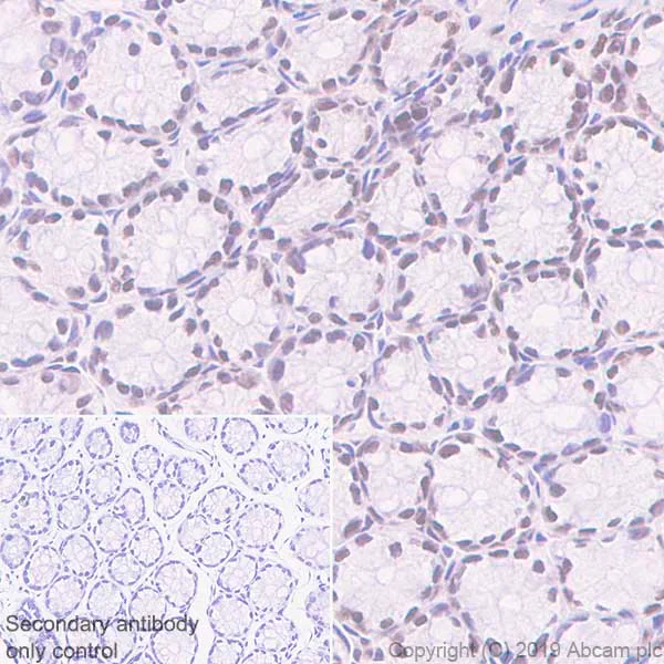 Immunohistochemistry (Formalin/PFA-fixed paraffin-embedded sections) - Anti-Dnmt3a antibody [EPR18455-94] - BSA and Azide free (AB254009)